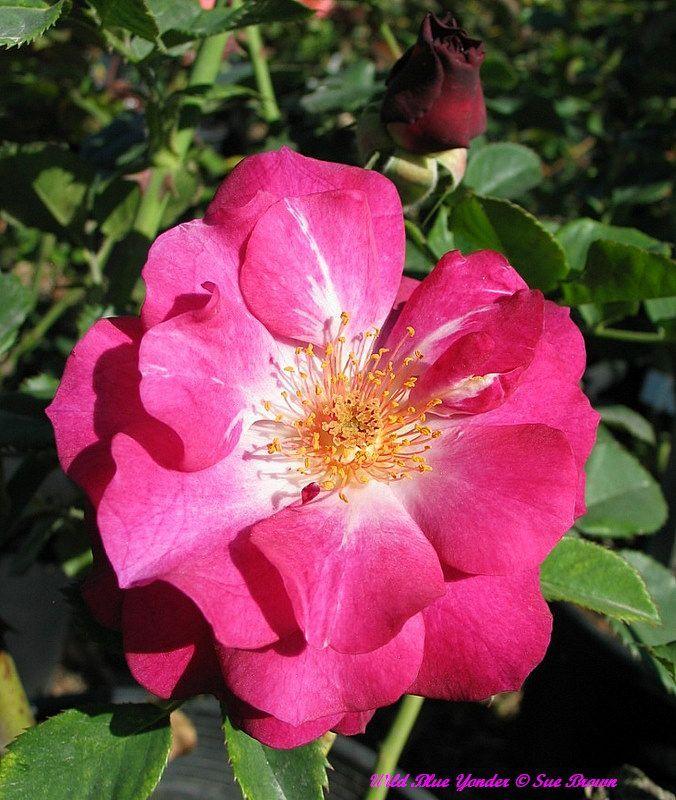 Photo of Rose (Rosa 'Wild Blue Yonder') uploaded by Calif_Sue