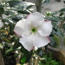 Location: Southwest Florida
Date: summer 2011
this plant is a frequent bloomer, with pink-rimmed white blooms.