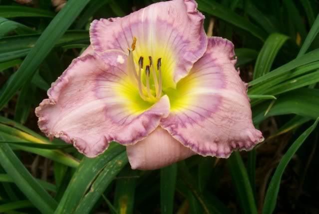 Photo of Daylily (Hemerocallis 'Palace Garden Beauty') uploaded by Newyorkrita