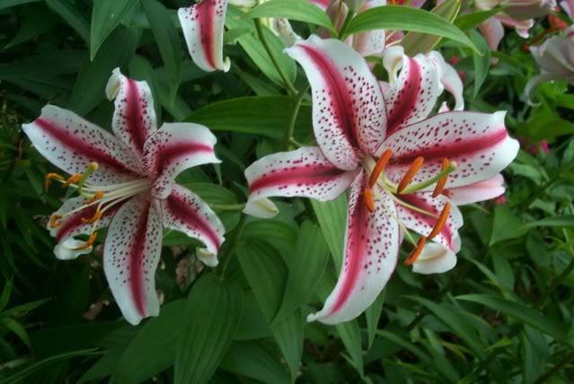 Photo of Oriental Lily (Lilium 'Dizzy') uploaded by Newyorkrita
