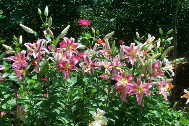 Photo of Lilies (Lilium) uploaded by Newyorkrita