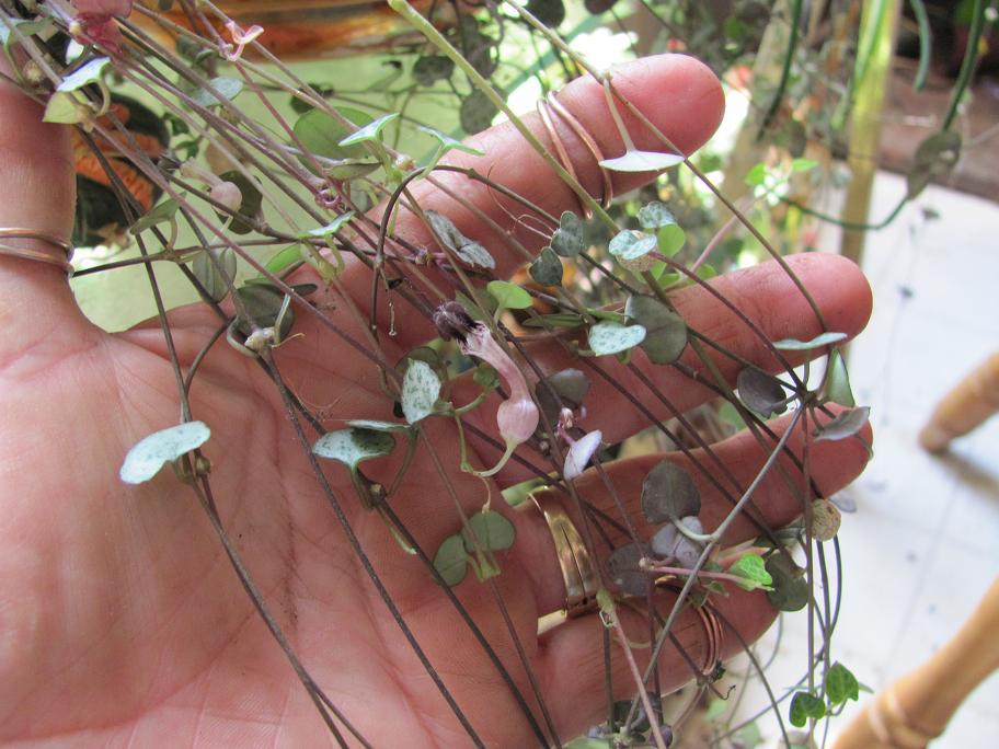 Photo of String of Hearts (Ceropegia woodii) uploaded by Ridesredmule