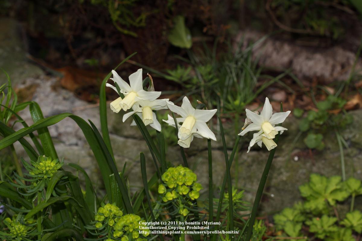 Photo of Miniature Daffodil (Narcissus 'Toto') uploaded by bonitin