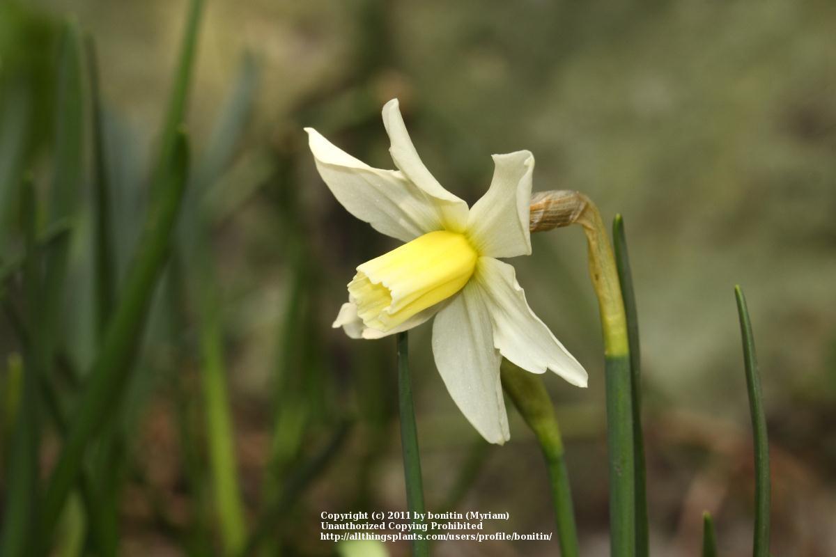 Photo of Miniature Daffodil (Narcissus 'Toto') uploaded by bonitin