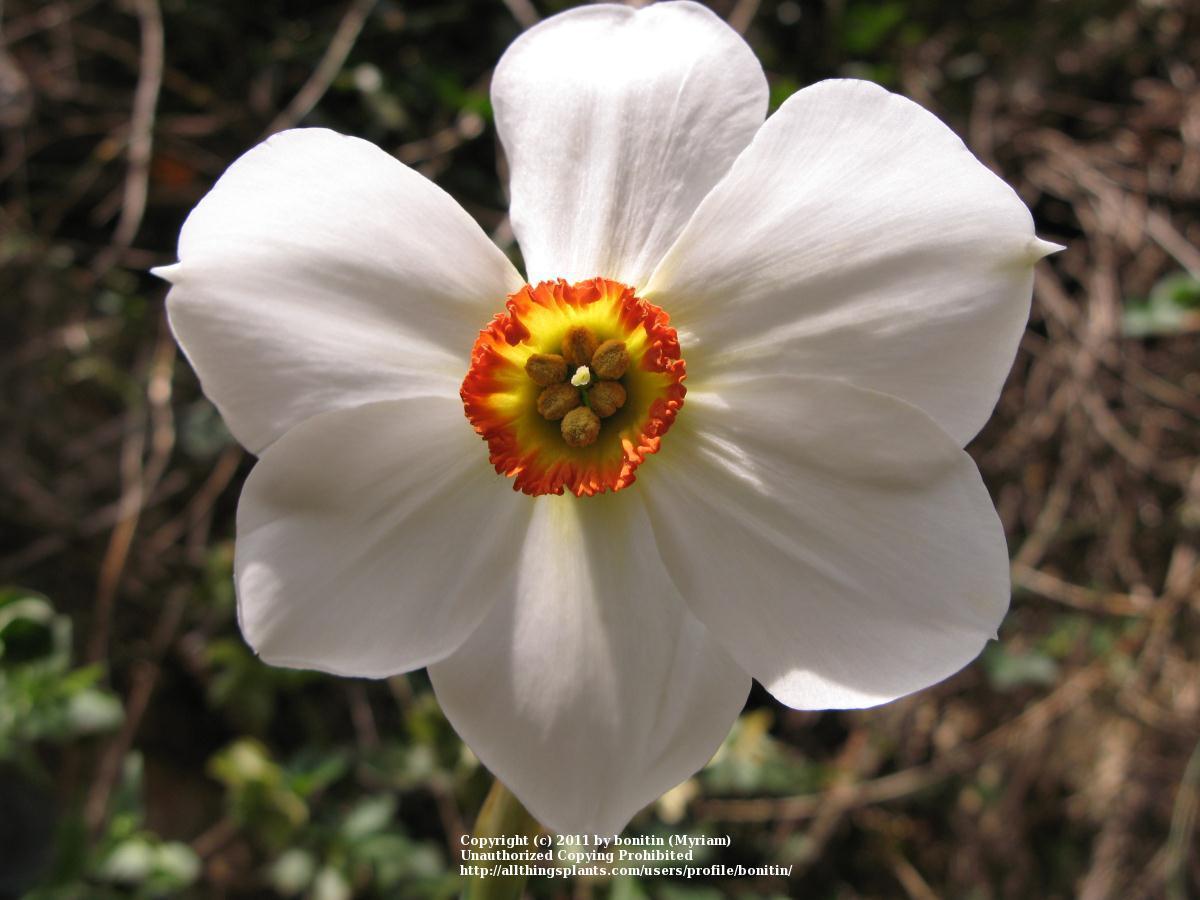 Photo of Small-Cupped Daffodil (Narcissus 'Dreamlight') uploaded by bonitin