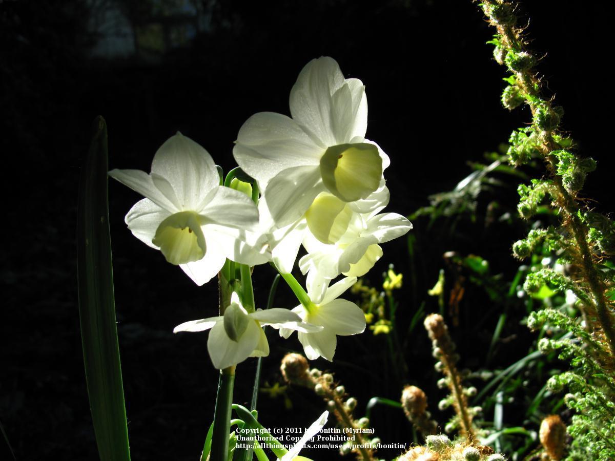 Photo of Tazetta Daffodil (Narcissus 'Silver Chimes') uploaded by bonitin