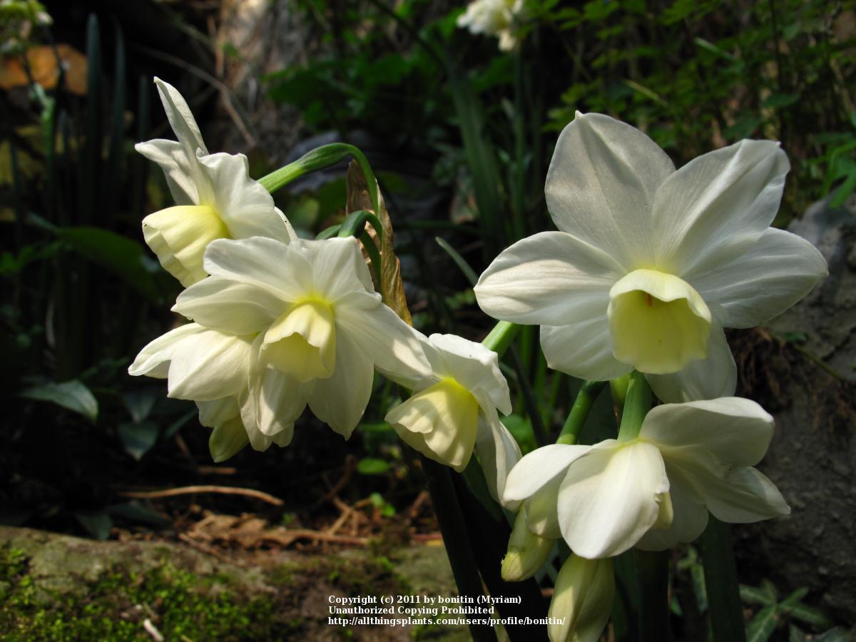 Photo of Tazetta Daffodil (Narcissus 'Silver Chimes') uploaded by bonitin