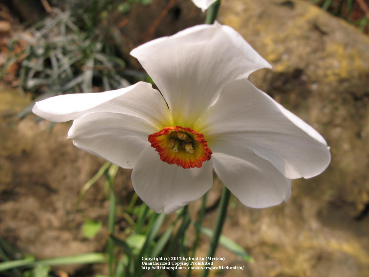 Photo of Small-Cupped Daffodil (Narcissus 'Dreamlight') uploaded by bonitin