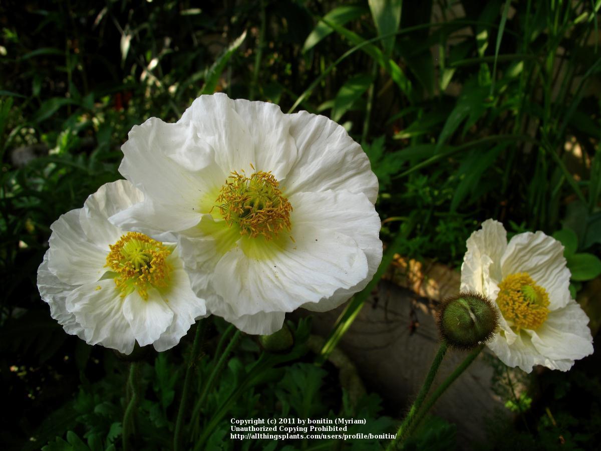 Photo of Poppy (Papaver nudicaule 'Spring Fever White') uploaded by bonitin