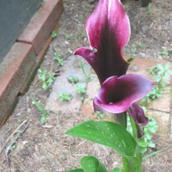Location: z5 MA, my garden
Date: 2011-07-18
Blooms and mutated leaf. From Lakeside Callas