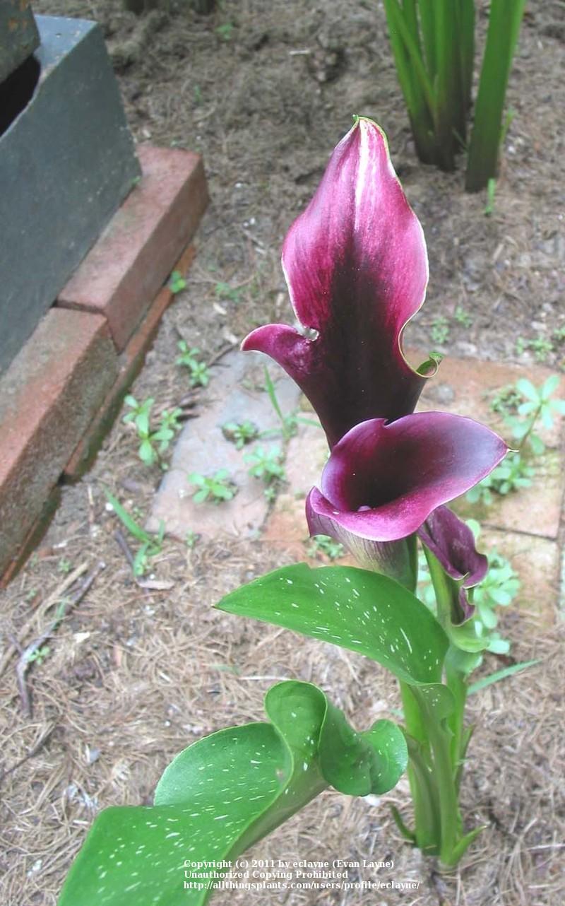 Photo of Calla Lily (Zantedeschia pentlandii 'Schwarzwalder') uploaded by eclayne