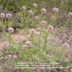 Location: Fort Worth Nature Center.
Date: Spring 2010
Clammyweed growing wild at Fort Worth Nature Center.
