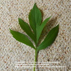 Location: My yard in Arlington, Texas.
Date: Summer 2011
The unusual leaf form.