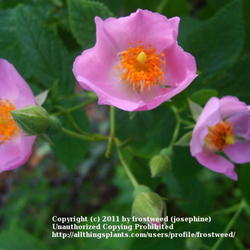 Location: My yard in Arlington, Texas.
Date: Summer 2011
This ia a lovely wild rose with thorny stems.
