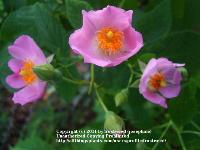Photo of Swamp Rose (Rosa palustris) uploaded by frostweed