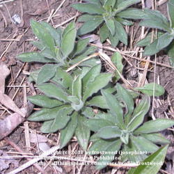 Location: My yard in Arlington, Texas.
Date: Spring 2010
New growth of Purple Aster in Spring.