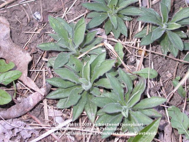 Photo of Aromatic Aster (Symphyotrichum oblongifolium) uploaded by frostweed