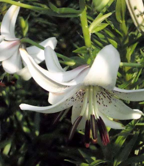 Photo of Asiatic Lily (Lilium 'Rosepoint Lace') uploaded by ge1836