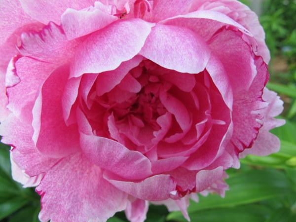Photo of Chinese Peony (Paeonia lactiflora 'The Fawn') uploaded by goldfinch4