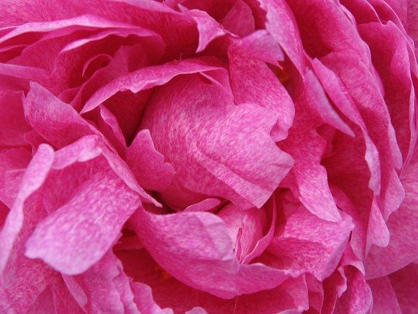 Photo of Chinese Peony (Paeonia lactiflora 'The Fawn') uploaded by goldfinch4