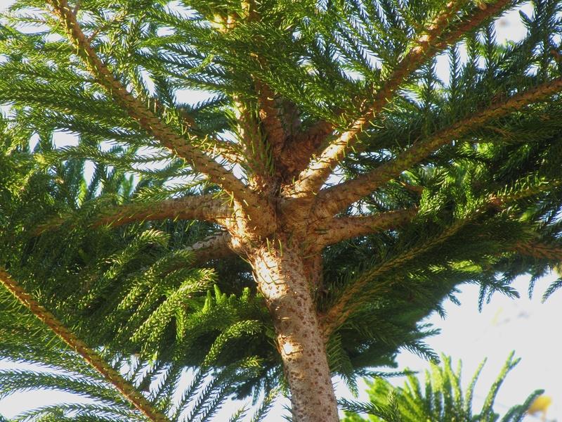 Photo of Norfolk Island Pine (Araucaria heterophylla) uploaded by plantladylin