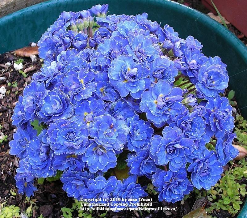 Photo of English Primrose (Primula vulgaris 'Blue Sapphire') uploaded by zuzu