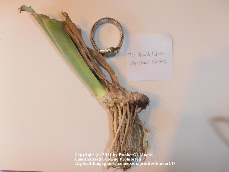 Photo of Tall Bearded Iris (Iris 'Merchant Marine') uploaded by BookerC1
