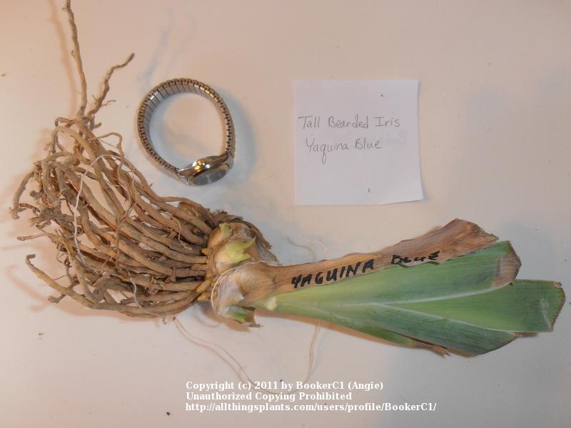 Photo of Tall Bearded Iris (Iris 'Yaquina Blue') uploaded by BookerC1