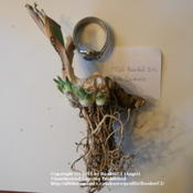 Iris 'Hello Darkness' rhizome, with watch for scale.  Shows new '