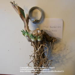 Location: Mackinaw, IL
Date: 2011-10-15
Iris 'Hello Darkness' rhizome, with watch for scale.  Shows new '