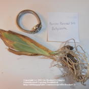 Iris 'Ballycastle' rhizome, photographed with my watch to show sc