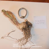 Iris 'Dusky Challenger' rhizome, with watch to show scale.  