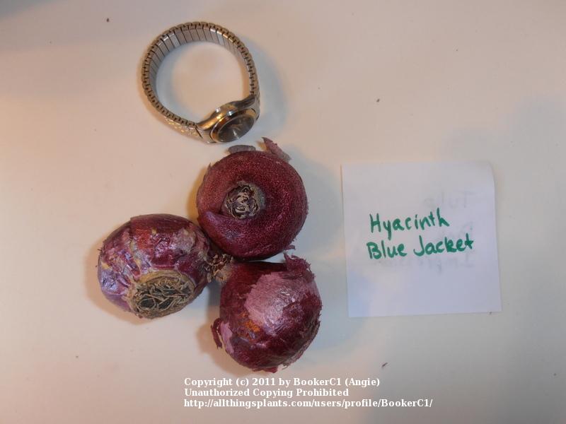 Photo of Hyacinth (Hyacinthus orientalis 'Blue Jacket') uploaded by BookerC1