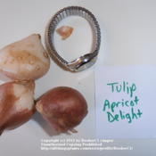 Tulip 'Apricot Delight' bulbs, photographed with my watch to show