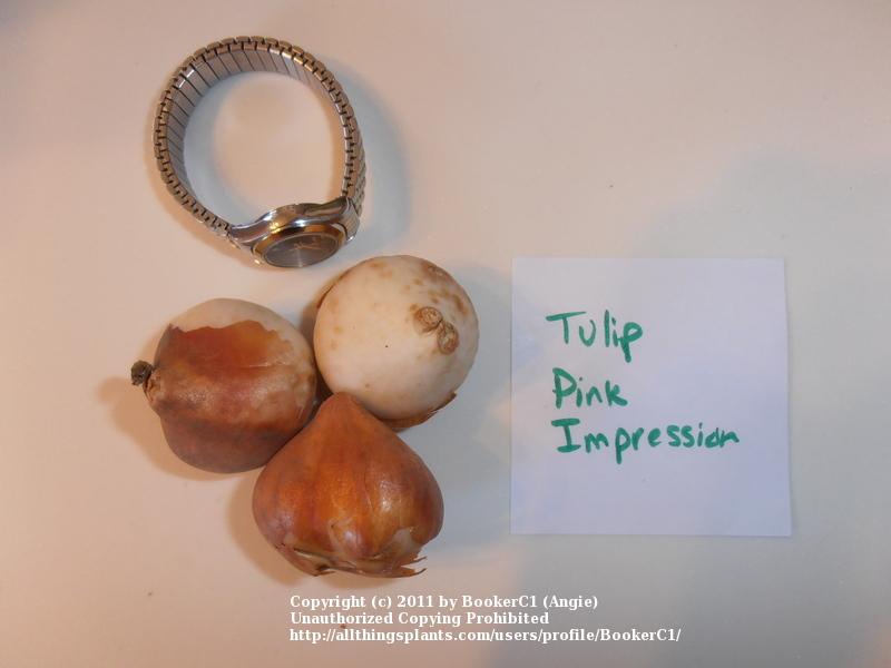 Photo of Darwin Hybrid Tulip (Tulipa 'Pink Impression') uploaded by BookerC1