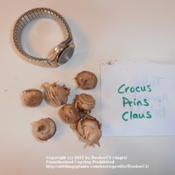 Crocus 'Prins Claus' bulbs.  Very petite!  Shown with watch for s