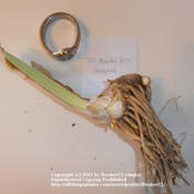 Iris 'Magical' rhizome.  Shown with watch for scale.  