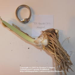 Location: Mackinaw, IL
Date: 2011-10-15
Iris 'Magical' rhizome.  Shown with watch for scale.
