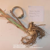 Iris 'Autumn Wine' rhizome.  Photographed with watch to show scal