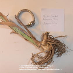 Location: Mackinaw, IL
Date: 2011-10-15
Iris 'Autumn Wine' rhizome.  Photographed with watch to show scal