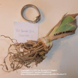 Location: Mackinaw, IL
Date: 2011-10-15
Iris 'Silverado' rhizome, photographed with my watch to show scal
