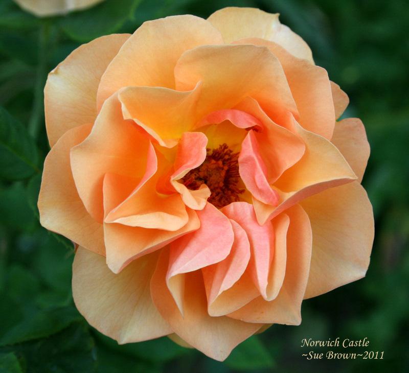 Photo of Rose (Rosa 'Norwich Castle') uploaded by Calif_Sue