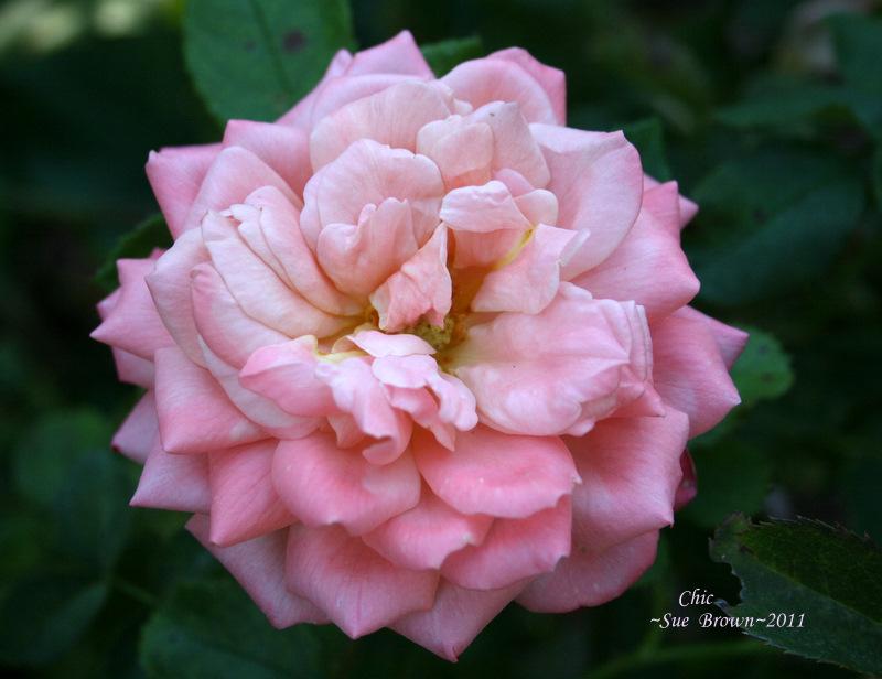 Photo of Rose (Rosa 'Chic') uploaded by Calif_Sue