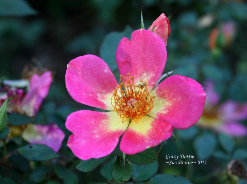 Photo of Rose (Rosa 'Crazy Dottie') uploaded by Calif_Sue
