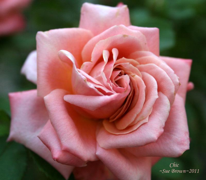 Photo of Rose (Rosa 'Chic') uploaded by Calif_Sue