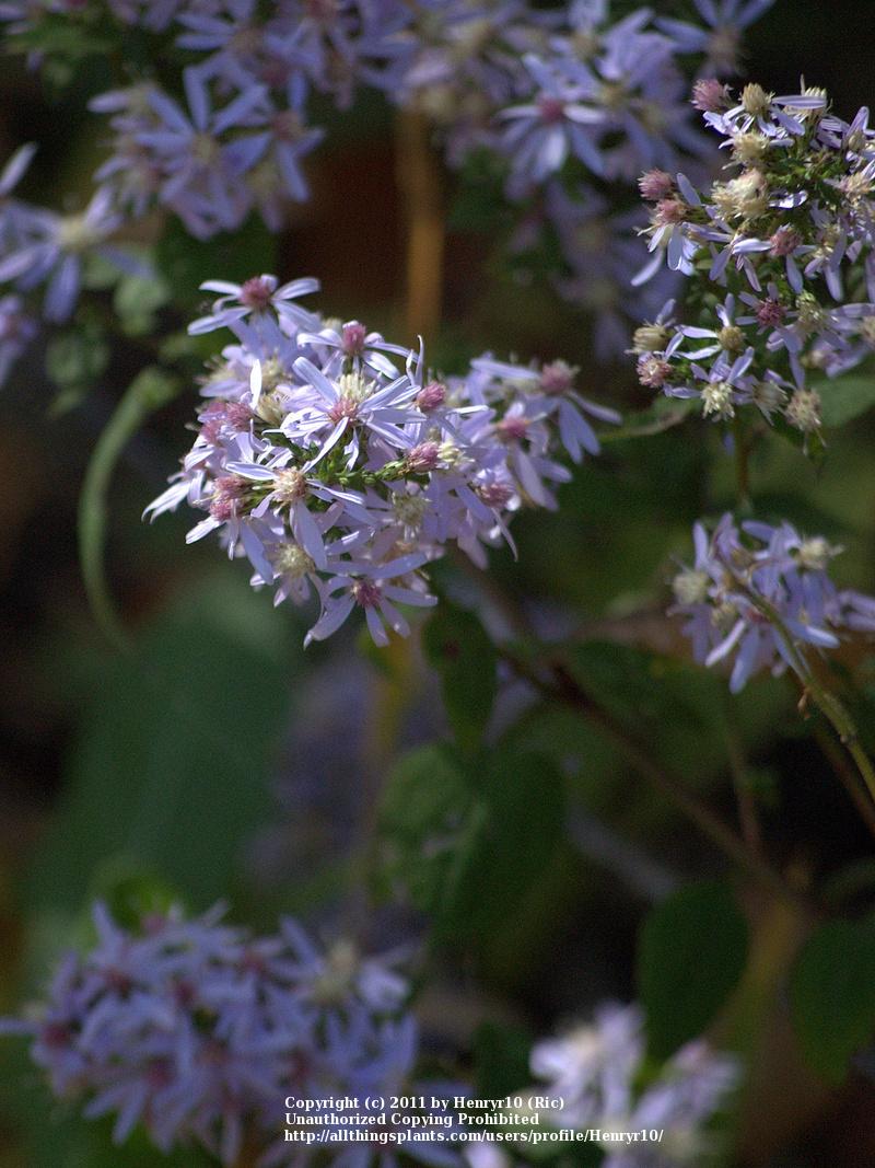 Photo of Common Blue Wood Aster (Symphyotrichum cordifolium) uploaded by Henryr10