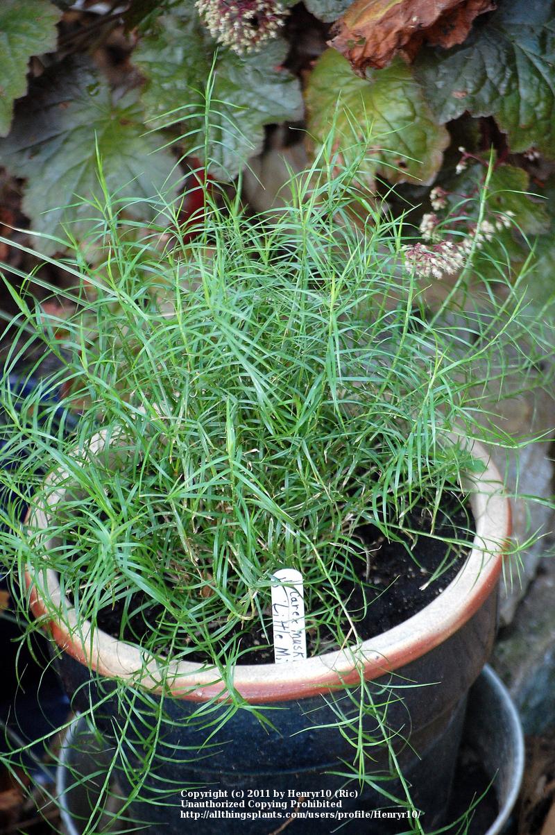 Photo of Miniature Palm Sedge (Carex muskingumensis 'Little Midge') uploaded by Henryr10