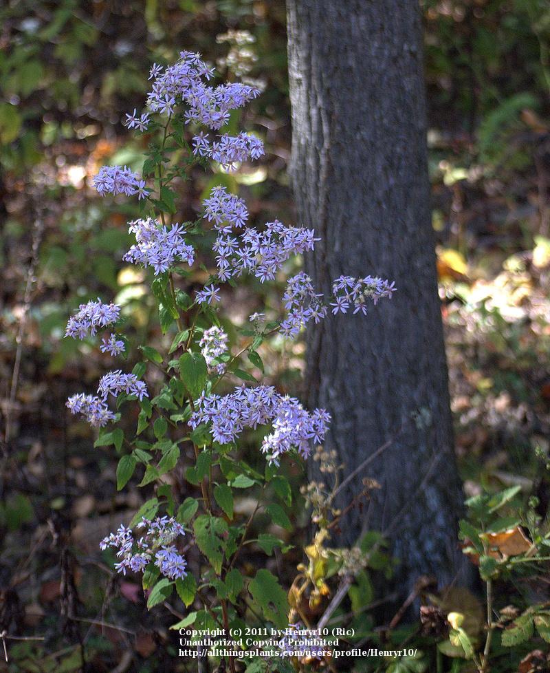 Photo of Common Blue Wood Aster (Symphyotrichum cordifolium) uploaded by Henryr10