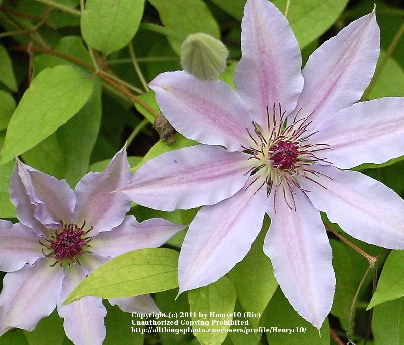 Photo of Clematis 'Nelly Moser' uploaded by Henryr10
