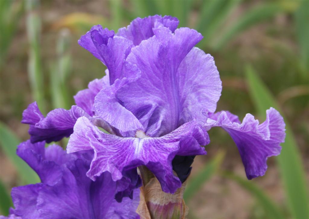 Photo of Tall Bearded Iris (Iris 'Psychic') uploaded by KentPfeiffer